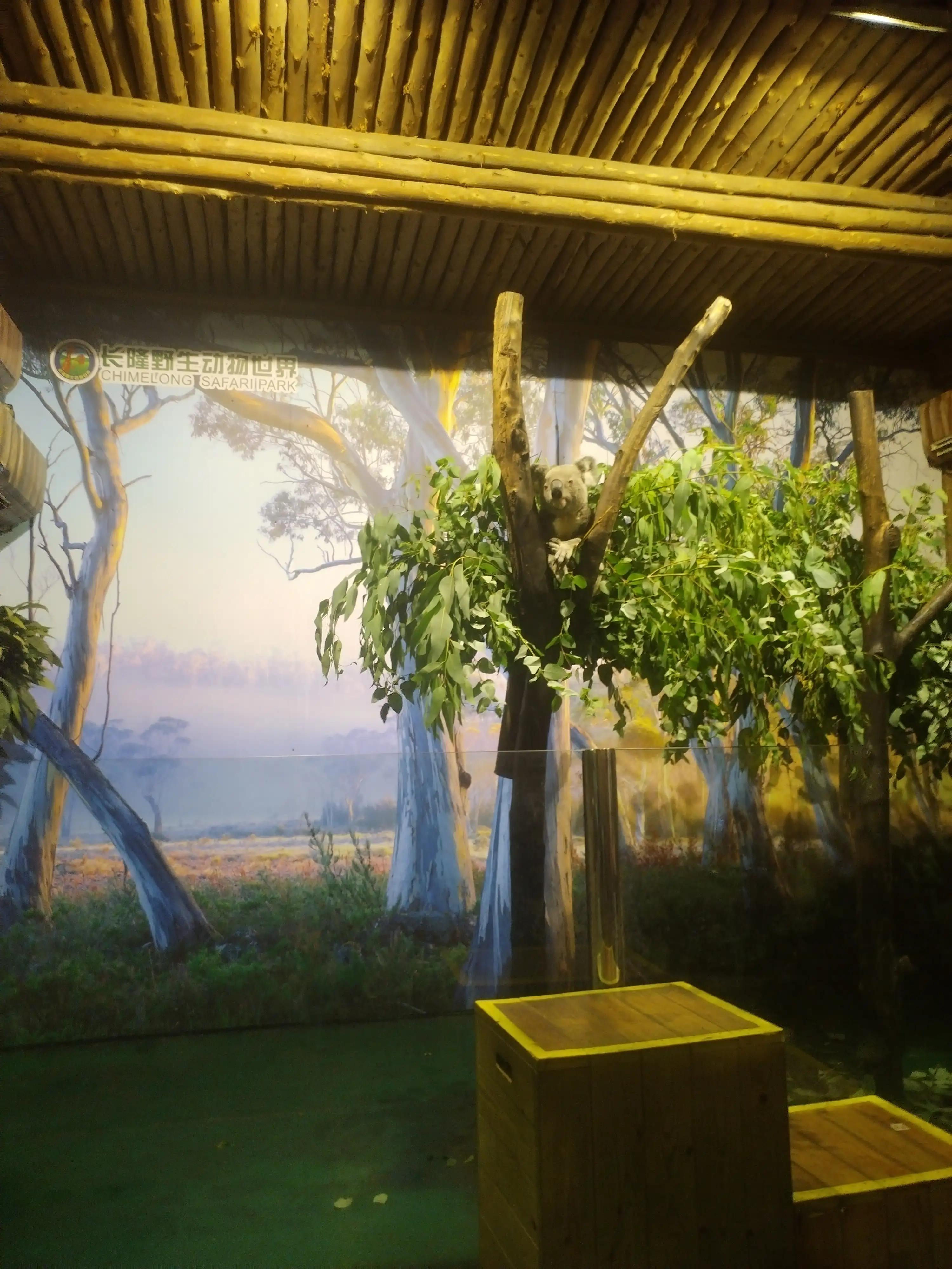 广州长隆野生动物世界景点图片,游广州长隆野生动物世界游记