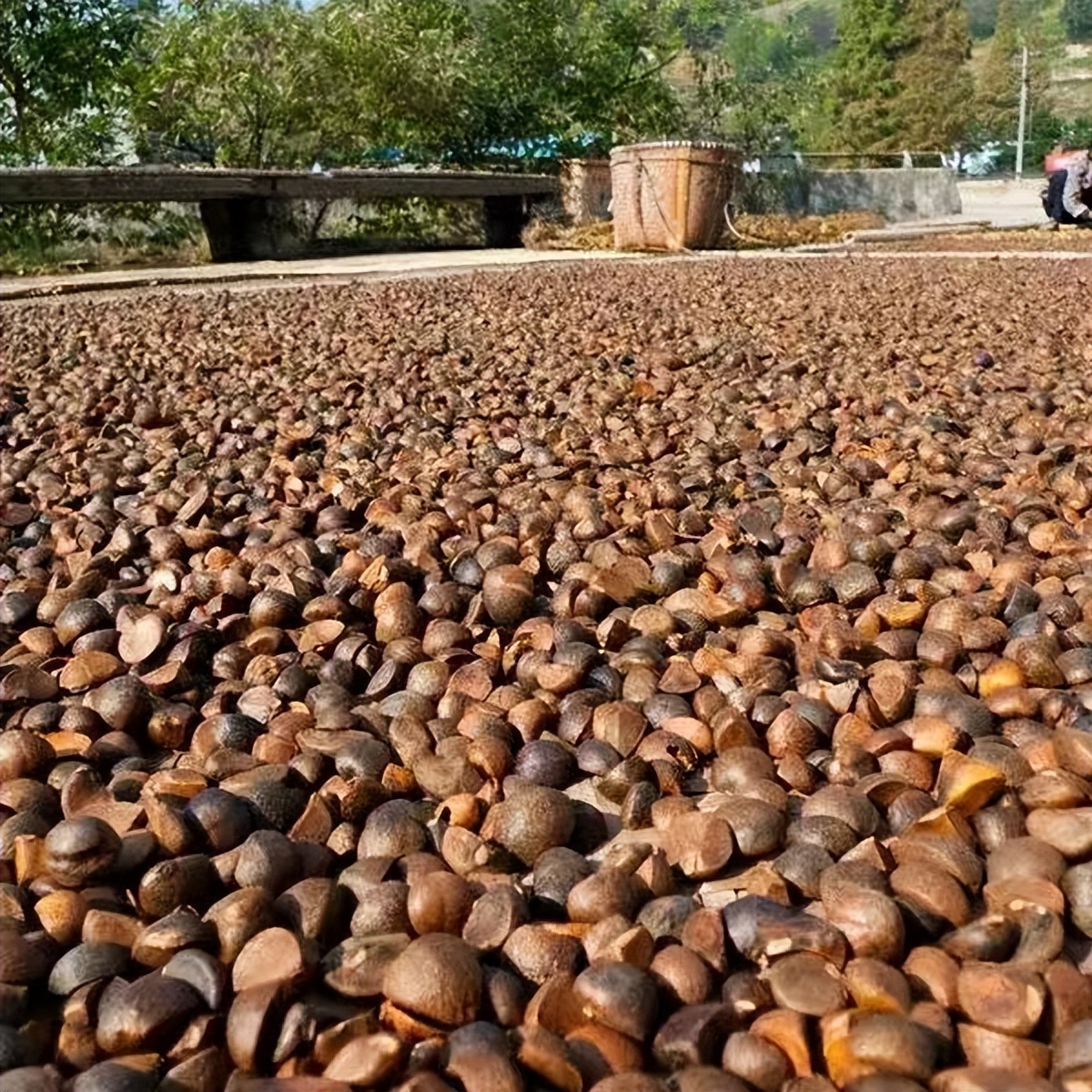 农村种植茶树的前景,种一亩茶树一年的收入多少钱
