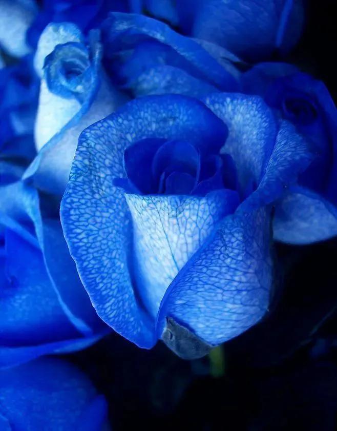 这才是最美的玫瑰花图片,最好看的紫色玫瑰花图片