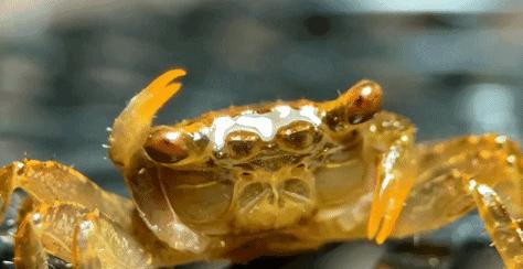 在卧室造一片弱肉强食的危险雨林，会打雷还真的会下雨