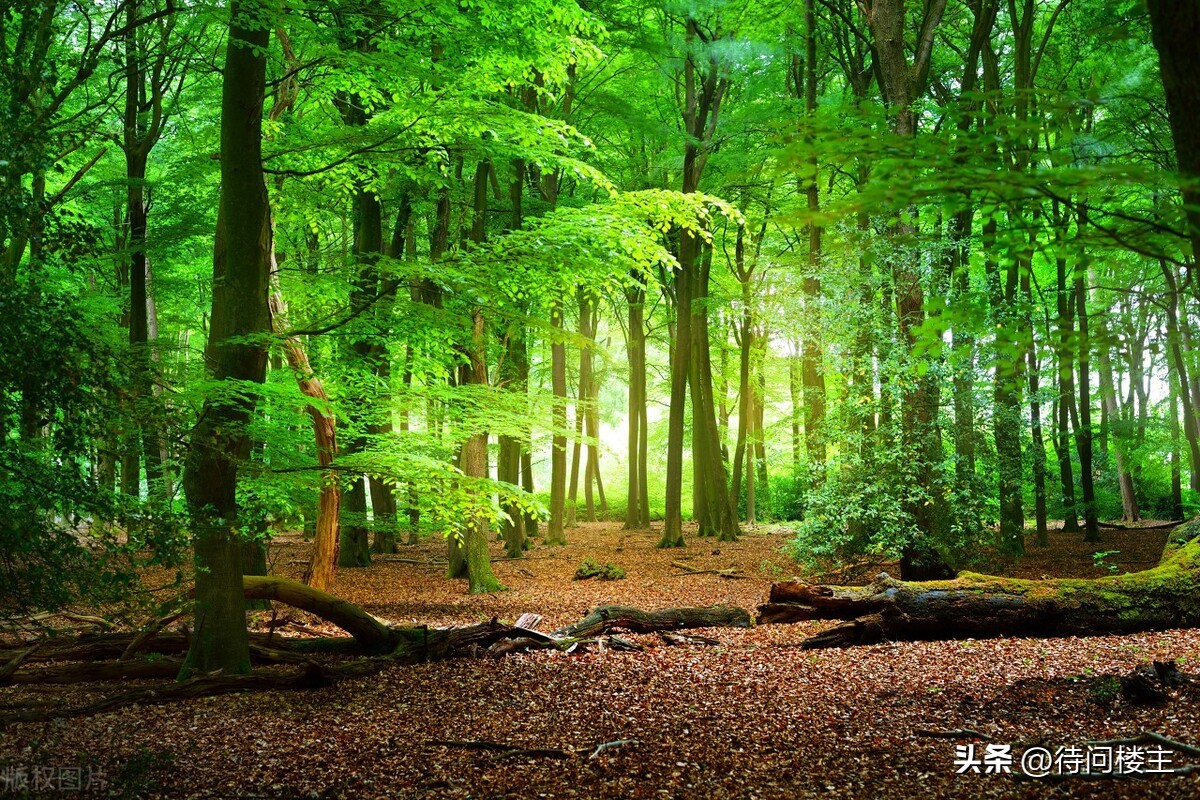 中国当代著名诗人作品欣赏,中国当代十大杰出诗人