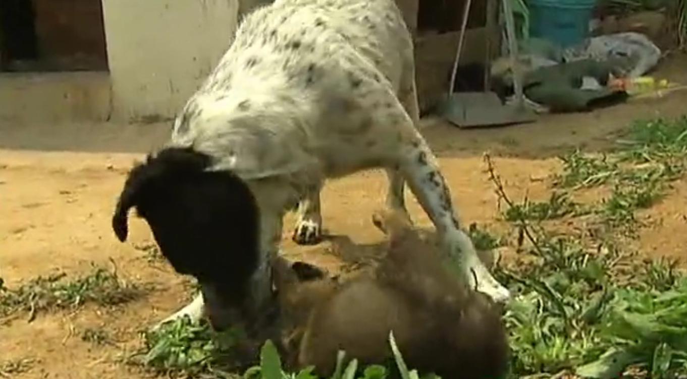 狗和狼故事简介,狗和狼的故事真实感动