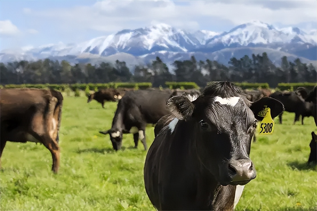 高培奶粉最新信息,高培儿童成长奶粉官方