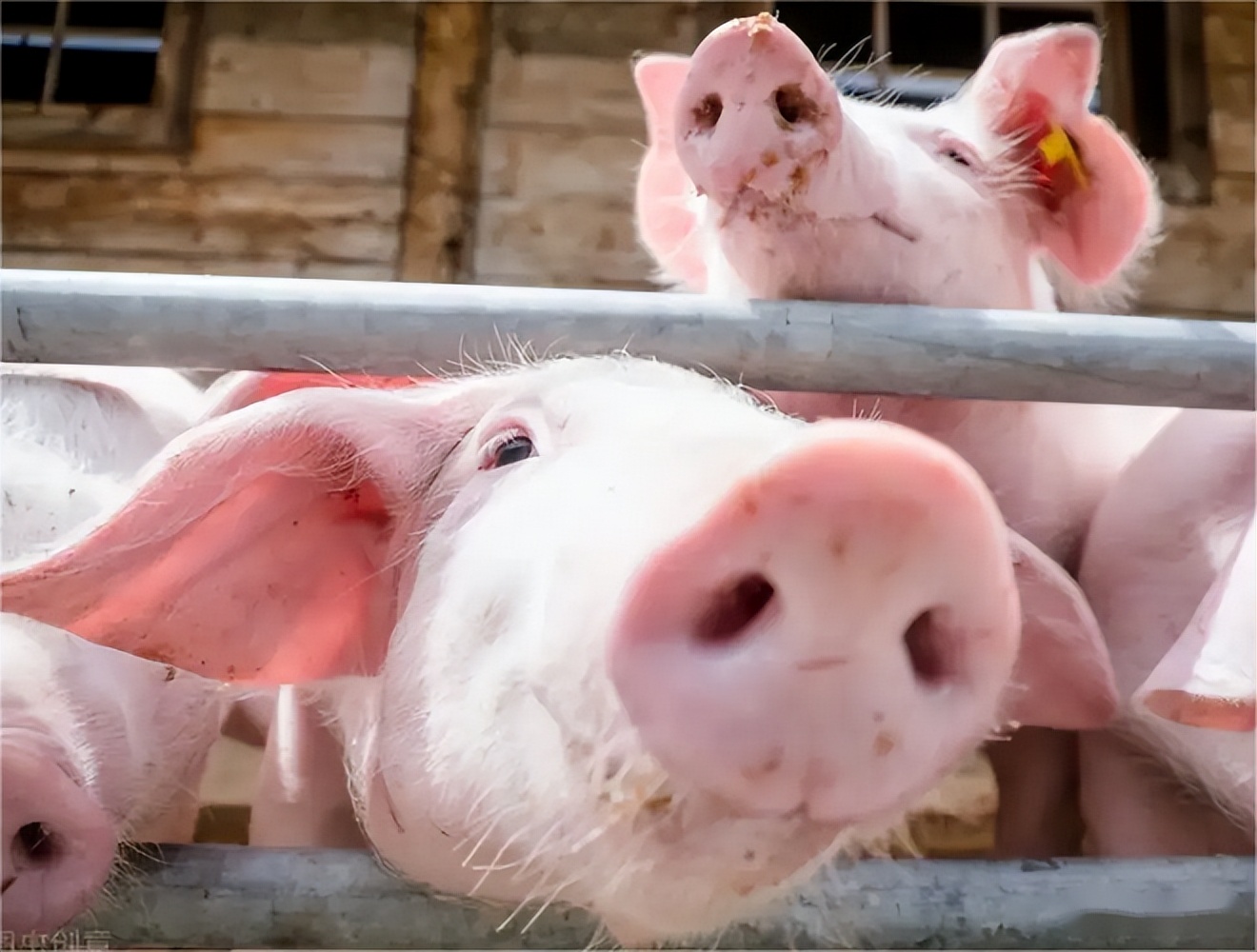 抢猪赚钱,抢猪最新视频