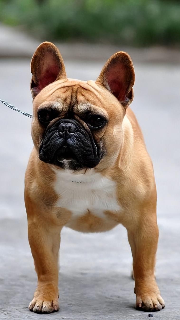 法国斗牛犬饲养方法视频,法国斗牛犬饲养方法视频教程