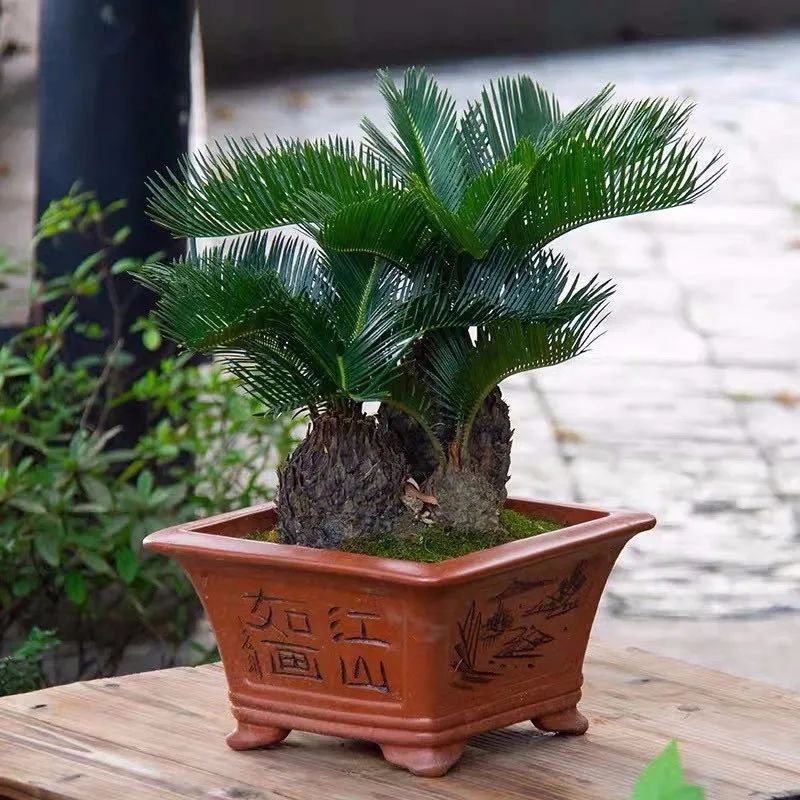 家里养什么旺财树最好,四种守家树越养越吉祥