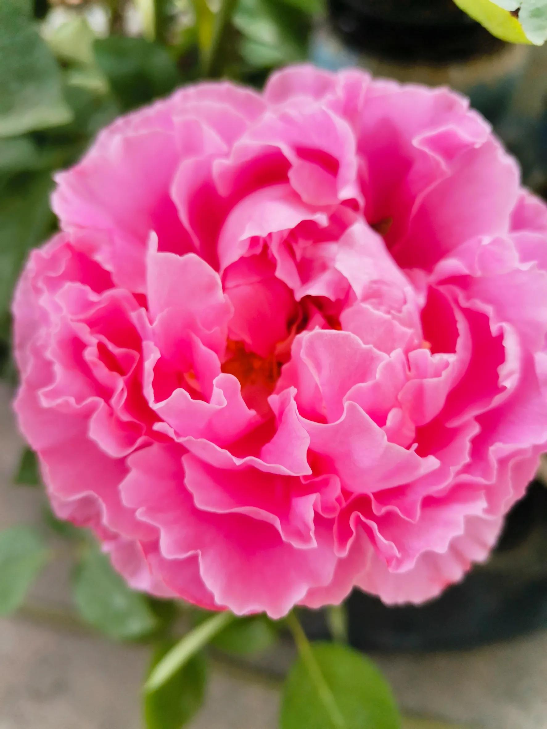 九月九重阳节烧香吗,九月九重阳节仙家