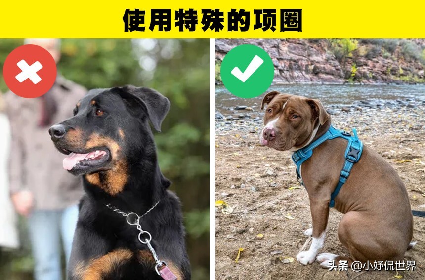 可能会对狗狗带来伤害的10种粗心大意的行为