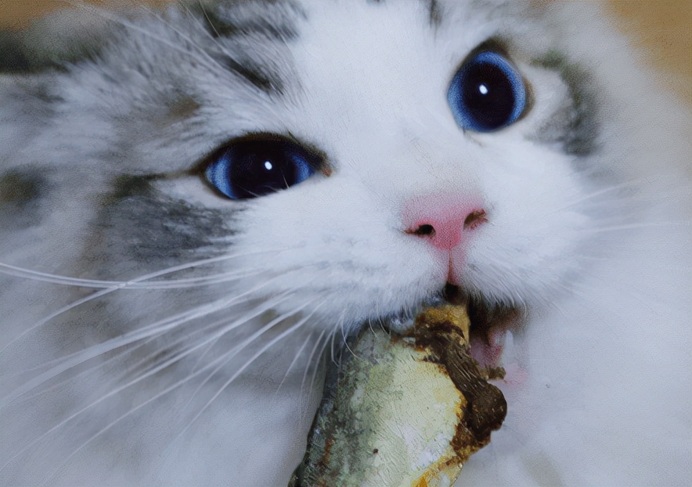 猫咪又吐又拉稀怎么回事,一个多月猫咪拉肚子怎么解决