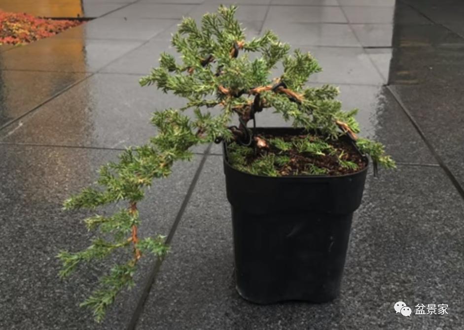 柏树小苗多少钱一棵 (柏树一棵大概得卖多少钱)