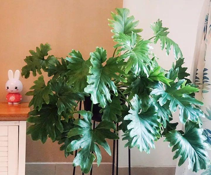 适合室内养的耐阴花和植物,什么花耐阴最好养不怕晒