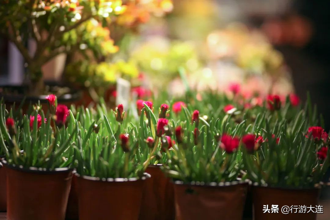 大连花市哪里最好玩,大连的花市有哪些