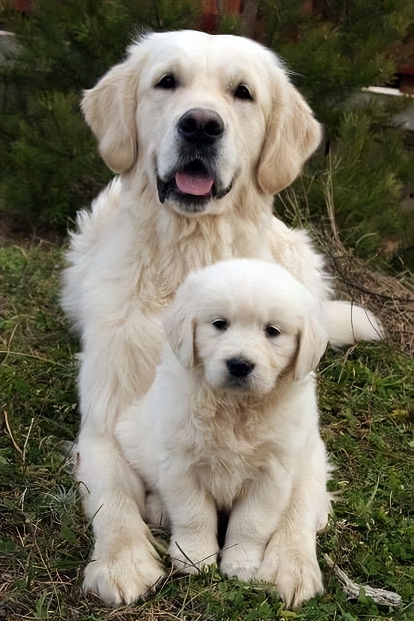 十大最好的宠物品种狗排名榜,世界十大顶级山羊品种