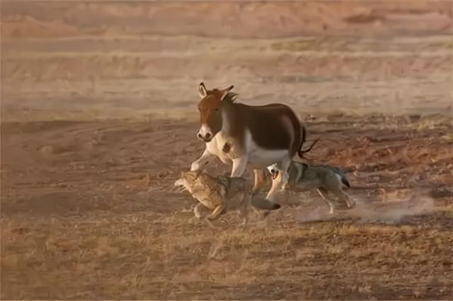 无人区被狼群追赶,无人区被狼跟踪