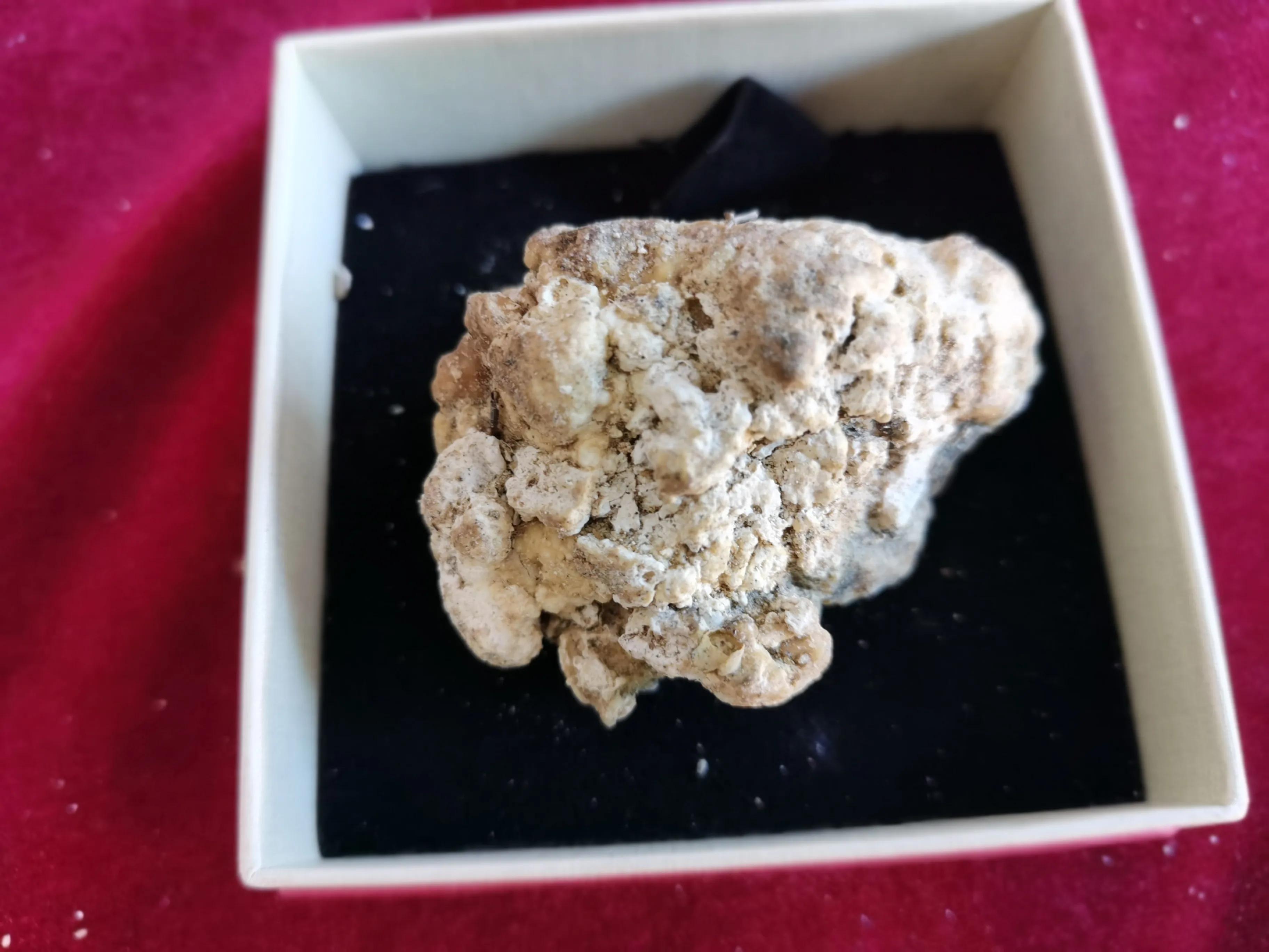 龙涎香手串珍贵吗价格多少,沉香和龙涎香哪个珍贵