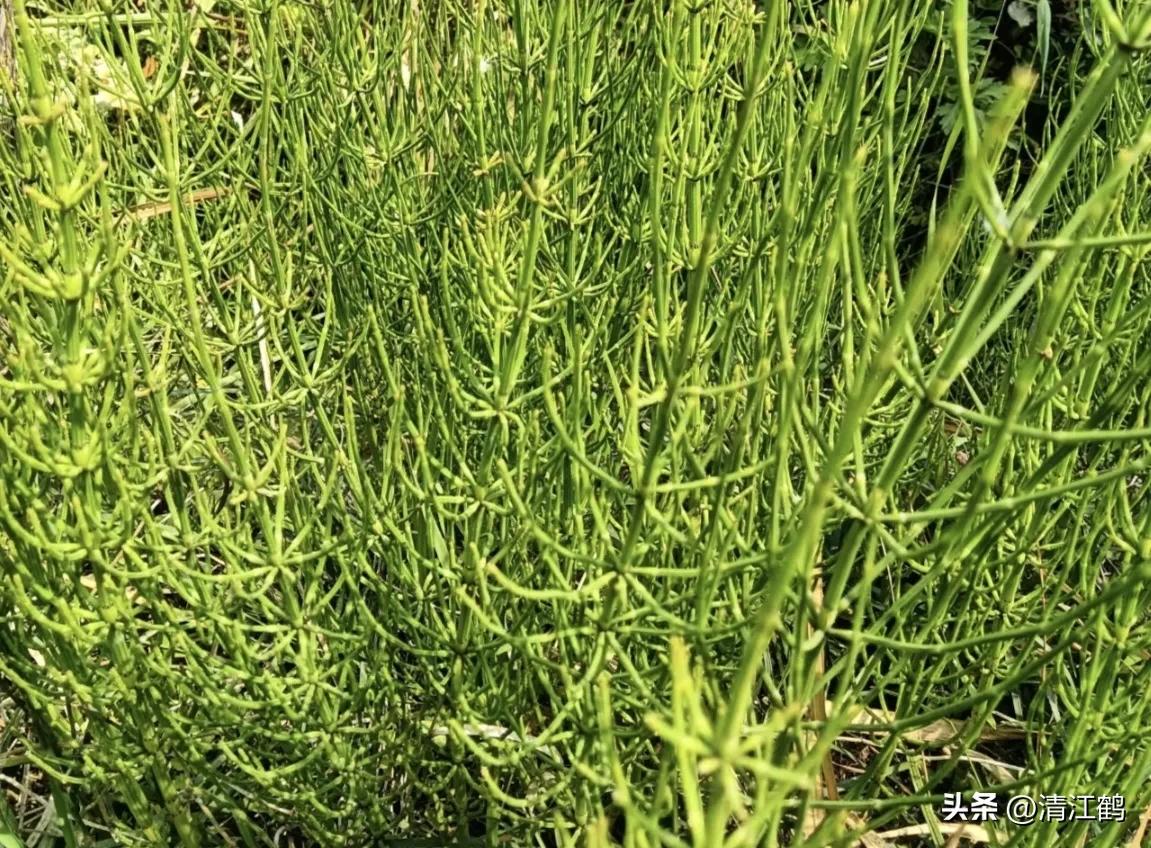 问荆草和笔筒草,笔筒草和问荆草