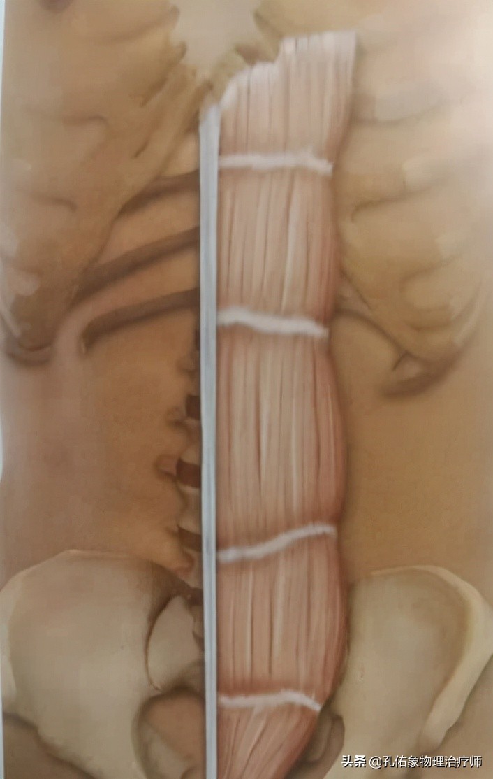 腰部后面两侧的赘肉怎么减,下腹和腰部两侧赘肉怎么减