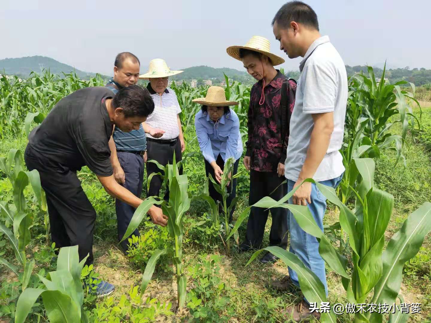 甲维盐杀虫效果变差了?学会用药技巧合理复配,杀虫效果能翻倍