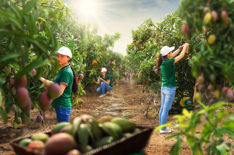 为什么那么多人说，芒果前景可期却又暗藏危机？