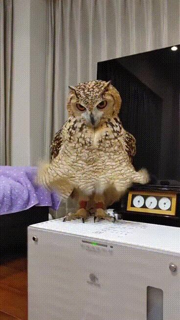 有趣又搞笑的动图,搞笑动图大杂烩