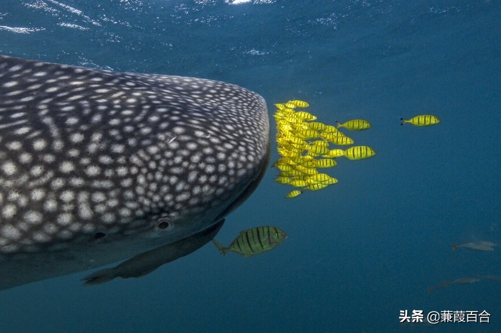 20张罕见又迷人的照片,2021年意大利锡耶纳国际摄影奖