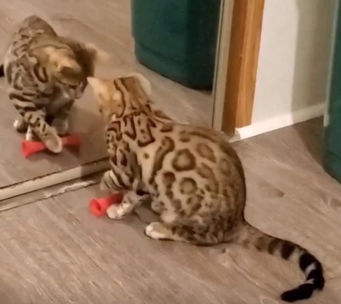 20年广东老太捡到一只“野猫”,越养越不对劲,专家看后立即报案