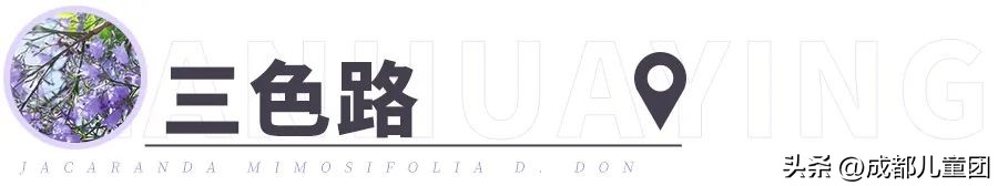 成都武晋路蓝花楹,昆明街头蓝花楹绽放成梦幻花海