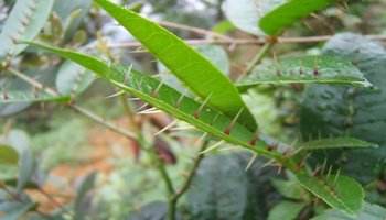 两面针和什么植物很像,两面针植物的种植方法