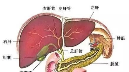 超声学自己能学吗,超声初学者有何窍门
