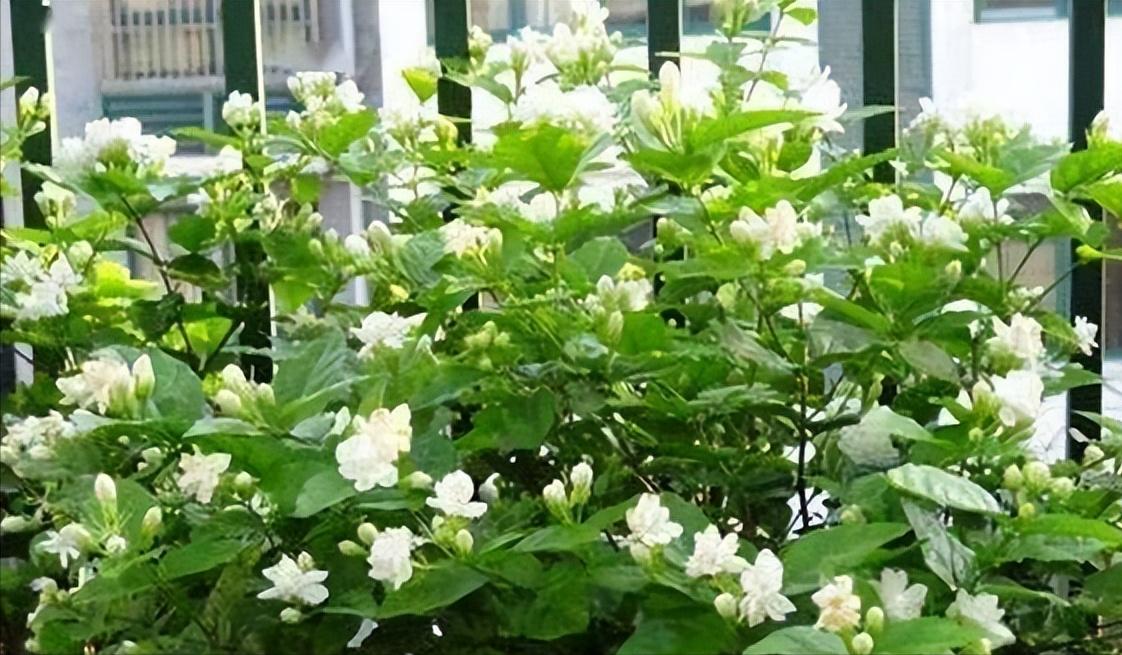 卧室净化空气有香味的植物,在卧室可以养的花好看香好养