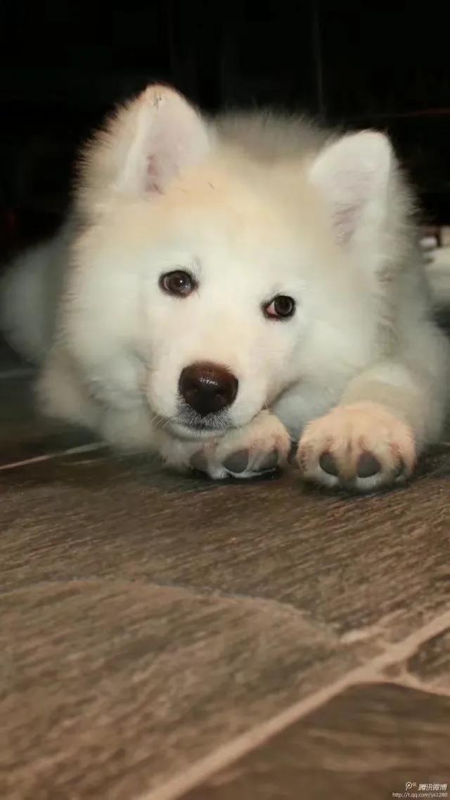 微博属于阿里巴巴还是腾讯,新浪微博和腾讯微博的关系