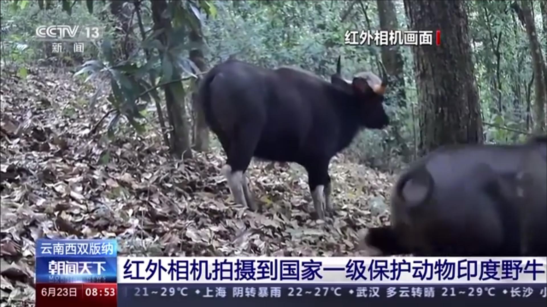 世界体型最大的牛现身云南,世界上体型最大的牛堪称牛魔王