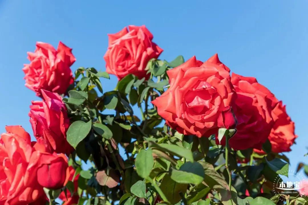 深圳免费儿童好玩的景点排名,深圳景点有哪些好玩的地方免费