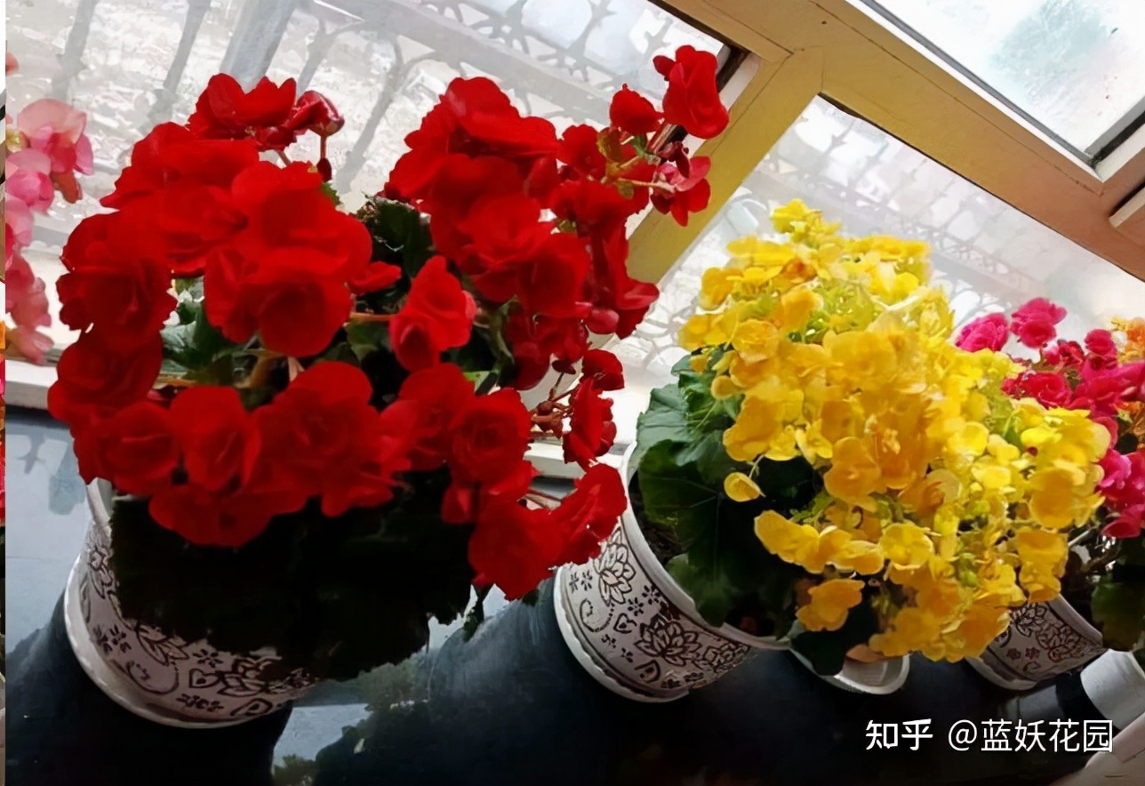 丽格海棠怎么才能养好,怎么才能养好丽格海棠花