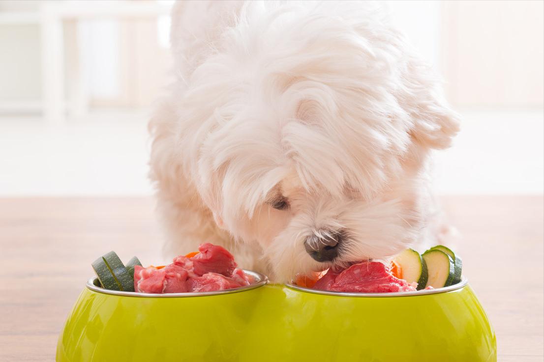 怎样判断狗狗是中型犬还是小型犬,如何判断狗狗的犬型