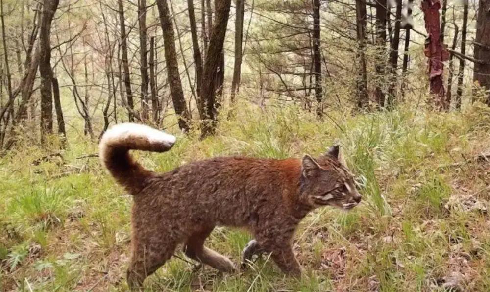 罕见金丝猴与羚牛野外同框,羚牛罕见现身甘肃尕海则岔保护区