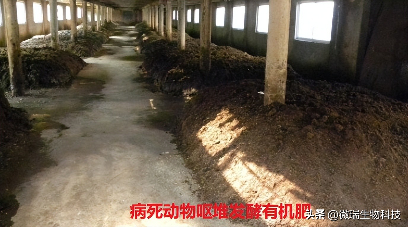 畜禽养殖粪污生物无害化处理,动物尸体无害化处理有机肥