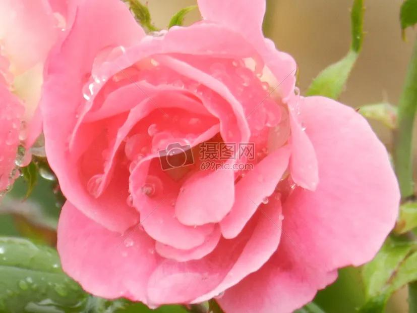 一花一世界一念一佳人的图片,一花一世界一叶一春秋图片