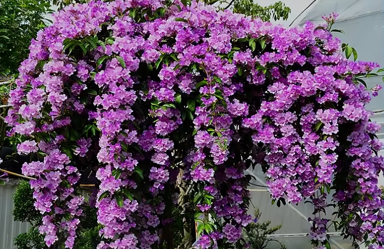 什么花做花墙最好种植,打造花园阳台推荐养什么花