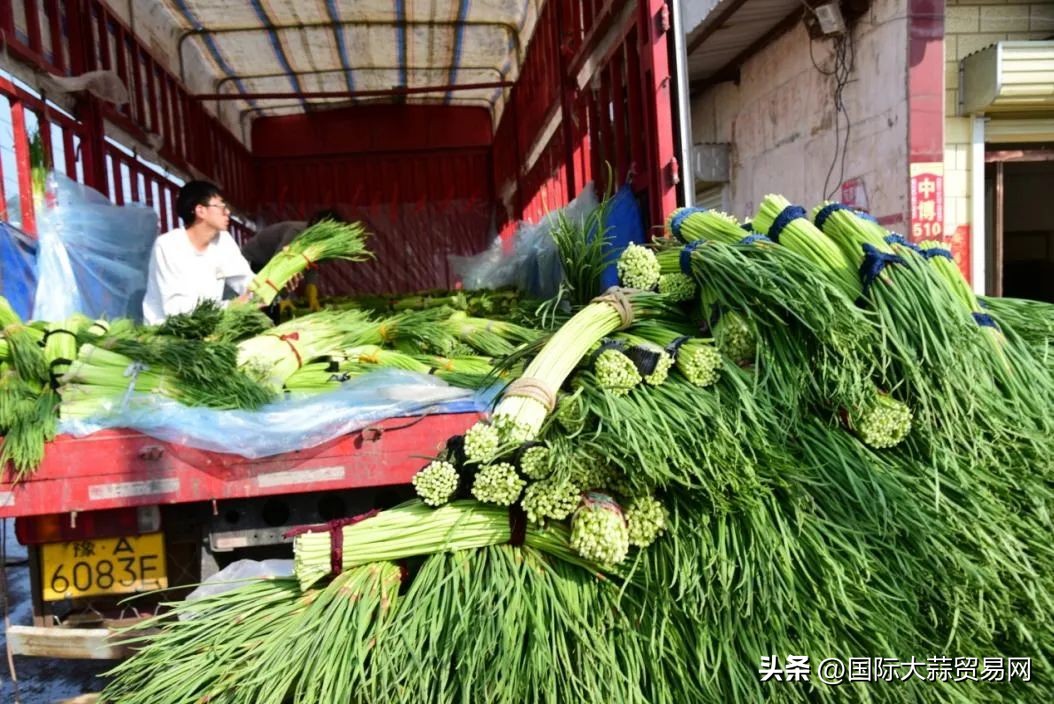 蒜苔大量上市,鲜蒜和干蒜价格差多少