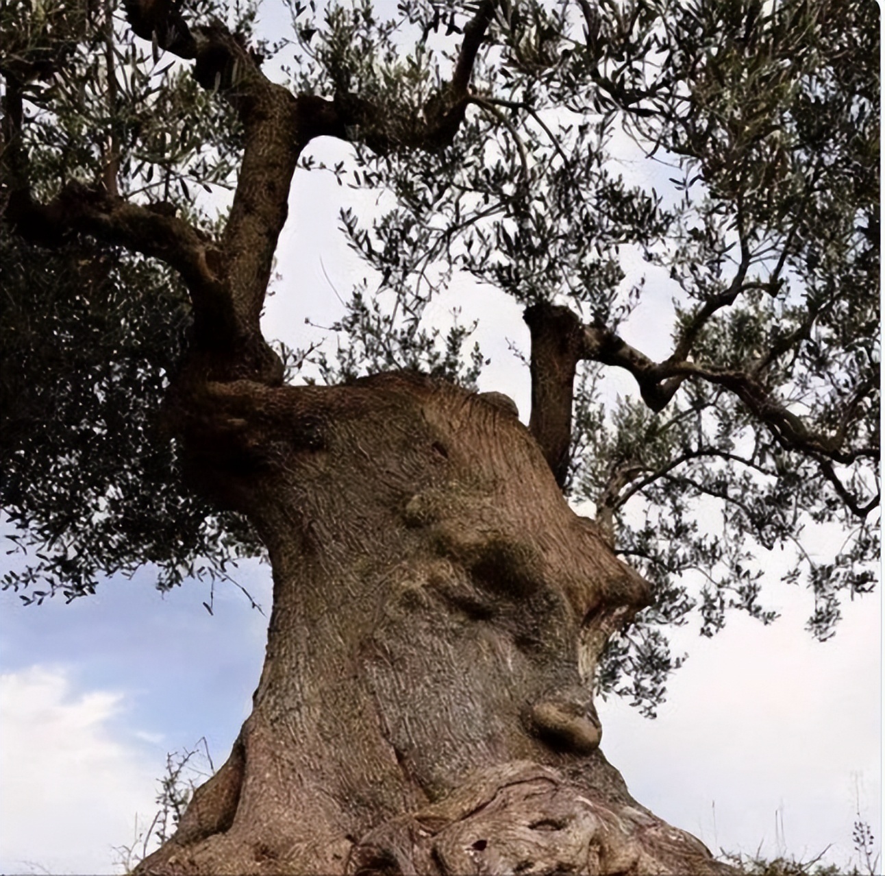 青蛙吞食毒蜘蛛,青蛙吃蜘蛛会不会被毒死