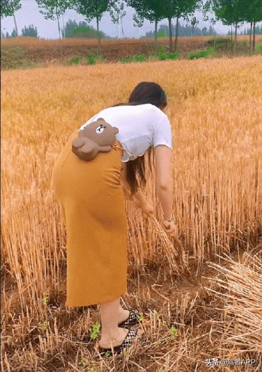 网红直播割麦被罚,网红去农民地里直播割麦子