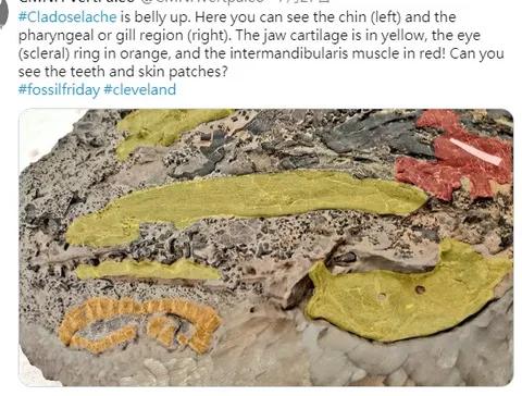 鳄鱼鲨鱼鲸鱼谁最厉害,鲨鱼和鳄鱼大战谁最厉害