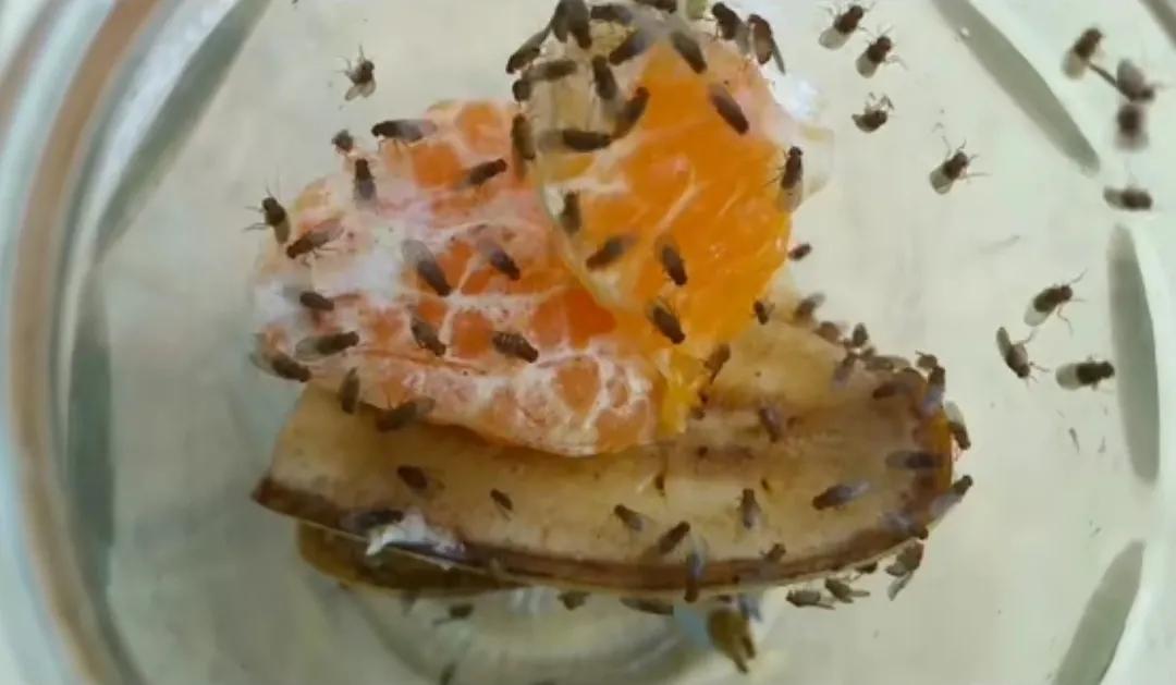 家里经常出现的小虫子有哪些,最近家里总是出现那种小虫子