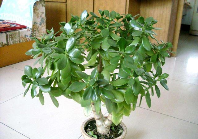 客厅有树十有九福,家中有树十家九富