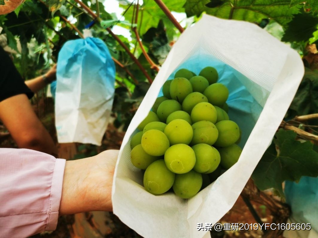 阳光玫瑰套袋前打什么药剂,阳光玫瑰套袋药是喷还是洗果