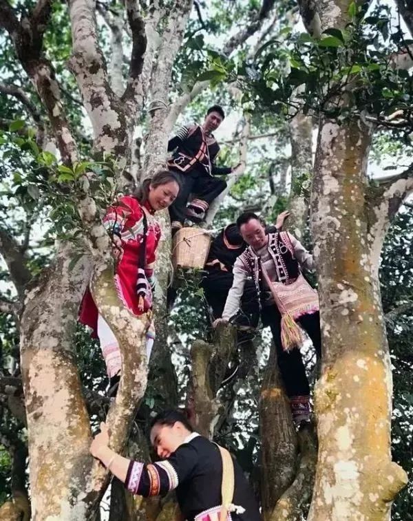 普洱茶各大山头的特性和口感图文,普洱茶老茶头的口感特点有哪些