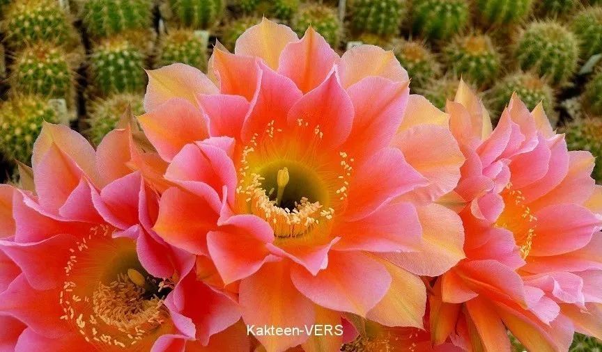 200种·仙人球开花图鉴，大开眼界，美到爆