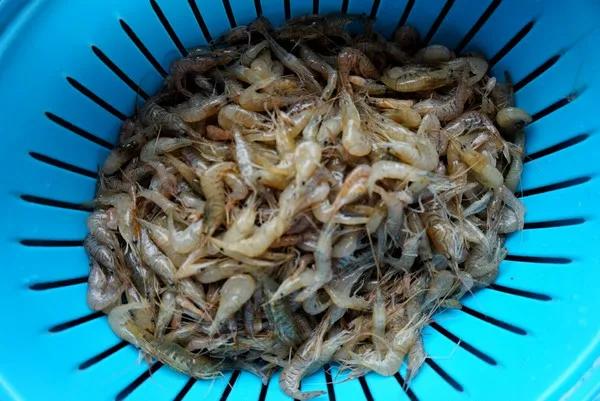 立夏三鲜指的是哪三种食物,立夏三鲜指哪三种