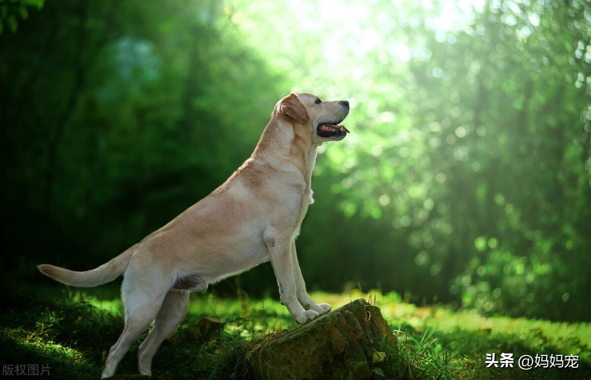 狗狗眼角一直有脓状眼屎是怎么了,狗狗有眼屎要喂什么药